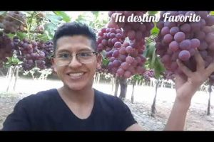 Científicos chilenos recuperan uva andina: una joya de la naturaleza